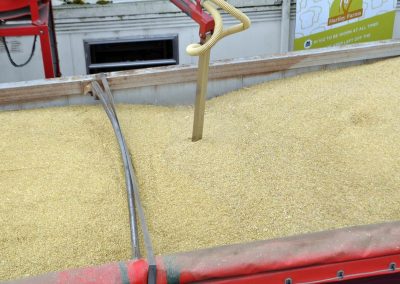 Grain Sample being taken at Hartley Farms